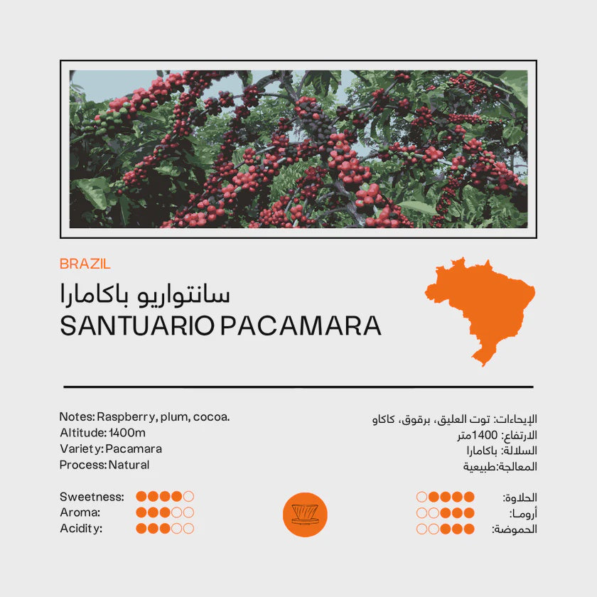 48 East Brazil Santuario Pacamara 250g- Filter | بن برازيلي