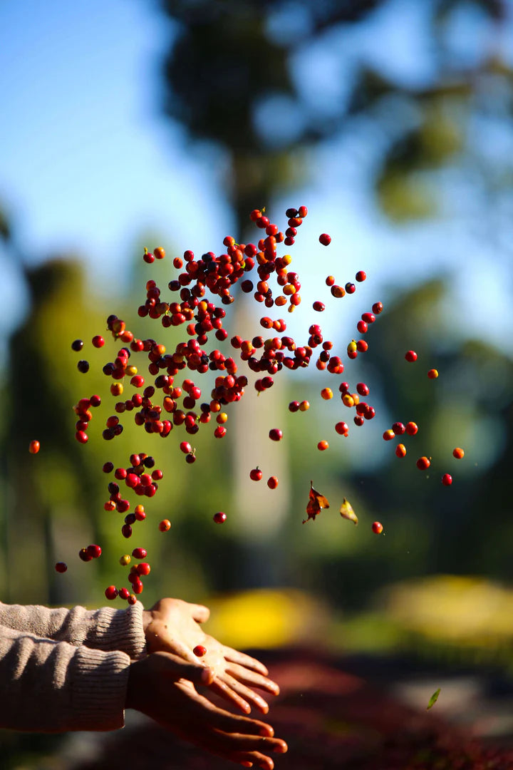 Pirates of Coffee SHANTAWENE ANAEROBIC - Ethiopia - Espresso 250g