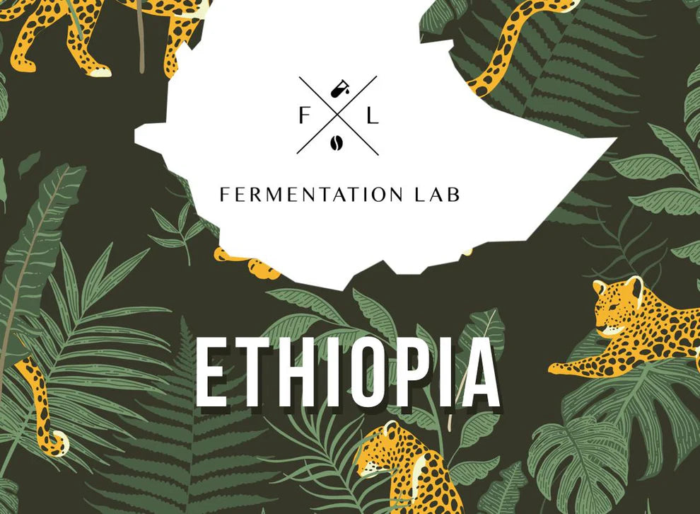 FermentationLab Ethiopia Shantawene Village, Natural - Espresso 250g