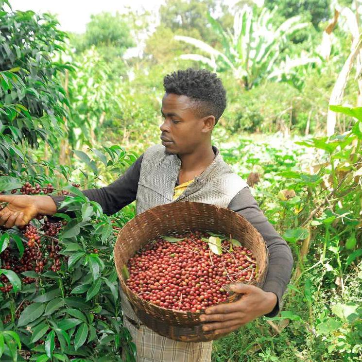 The Barn Ethiopia BANKO GOTITI - Filter 250g