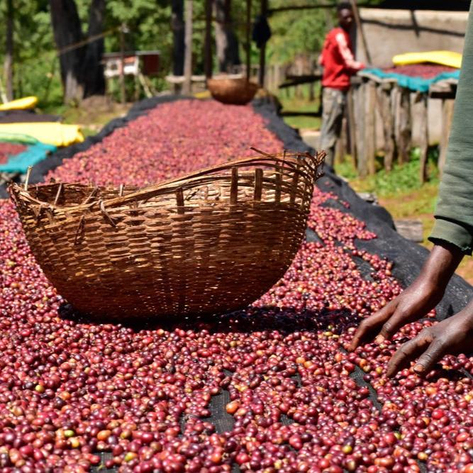 The Barn Ethiopia BANKO GOTITI - Filter 250g