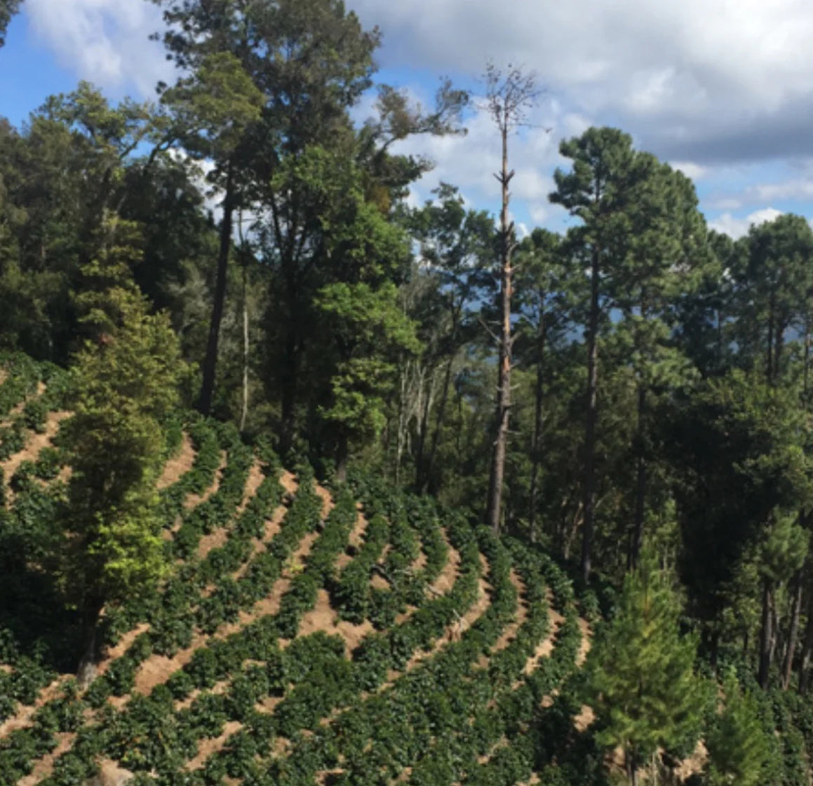 The Barn Guatemala BUENA VISTA - Filter 250g