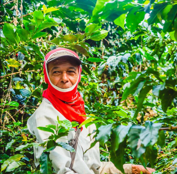 Pirates of Coffee SOFT SERVE ESPRESSO - Colombia, Honey Culturing 250g