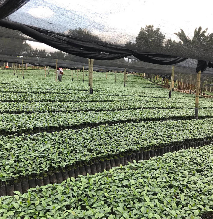 Pirates of Coffee Colombia MELONHEAD NITRO - 250g بن ميلونهيد نيترو