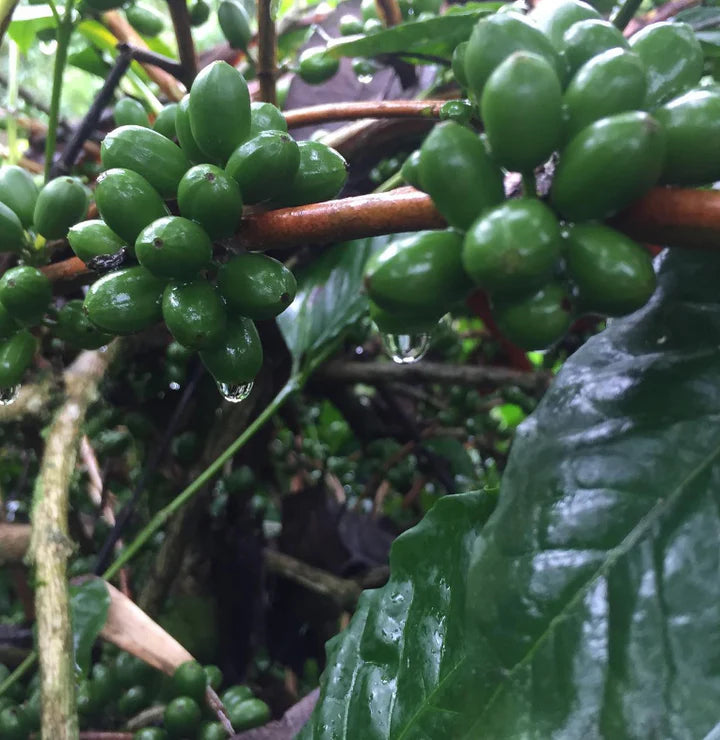 Pirates of Coffee Colombia MELONHEAD NITRO - 250g بن ميلونهيد نيترو