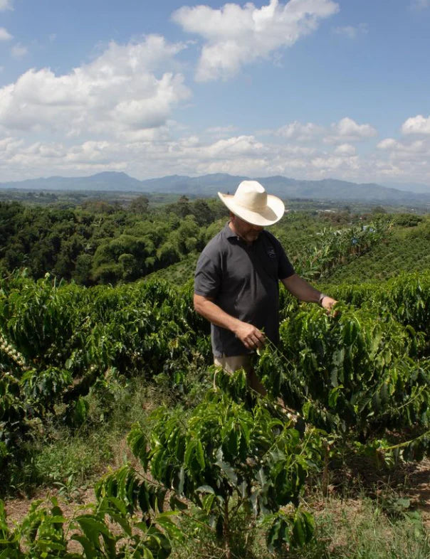 Pirates of Coffee Colombia MELONHEAD NITRO - 250g بن ميلونهيد نيترو