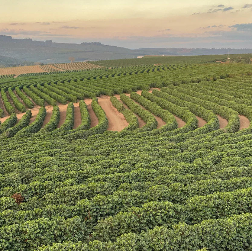 Pirates of Coffee Colombia MELONHEAD NITRO - 250g بن ميلونهيد نيترو