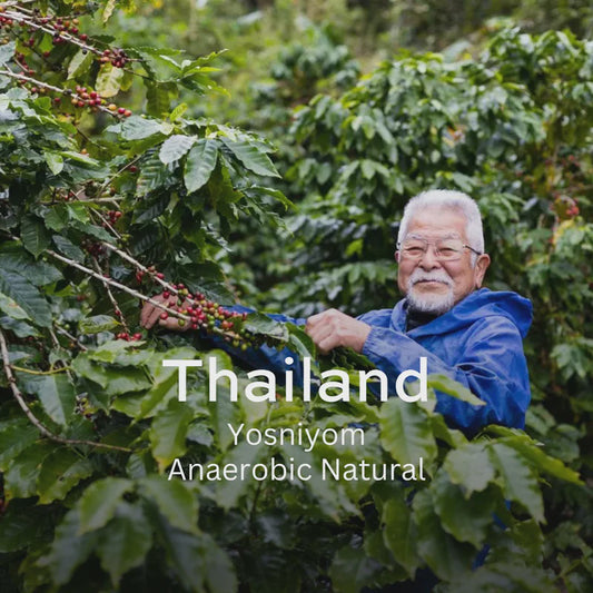 Earth Roastery Thailand Yosniyom (Anaerobic Natural)